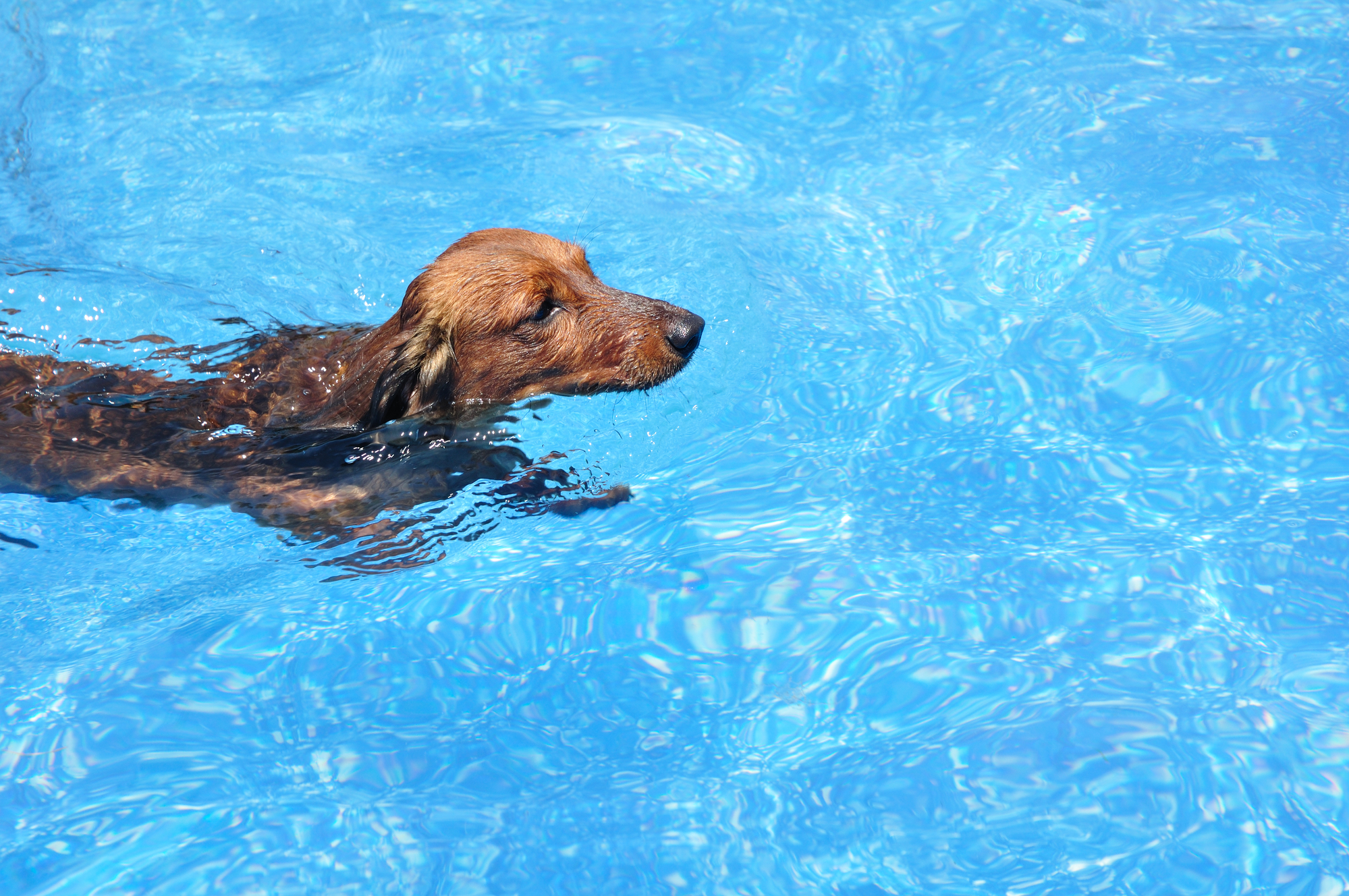 can dogs go in chlorine pool